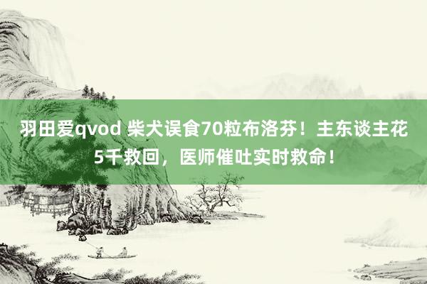 羽田爱qvod 柴犬误食70粒布洛芬！主东谈主花5千救回，医师催吐实时救命！