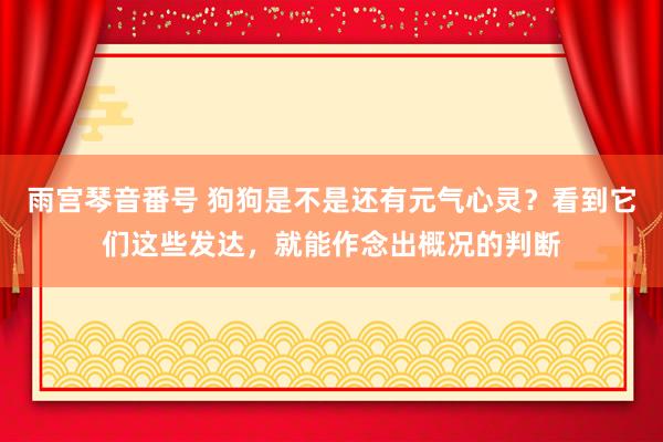 雨宫琴音番号 狗狗是不是还有元气心灵？看到它们这些发达，就能作念出概况的判断