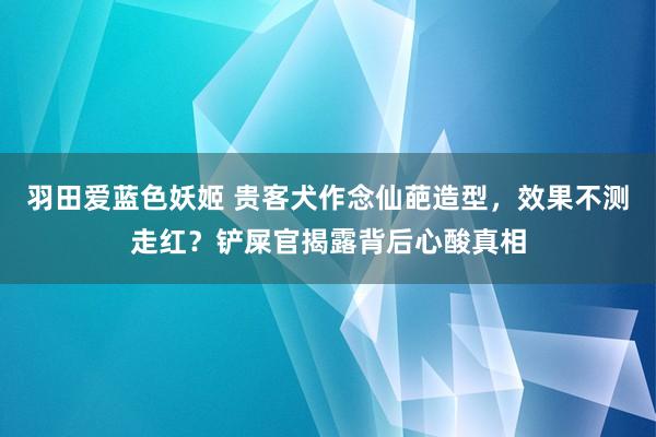 羽田爱蓝色妖姬 贵客犬作念仙葩造型，效果不测走红？铲屎官揭露背后心酸真相