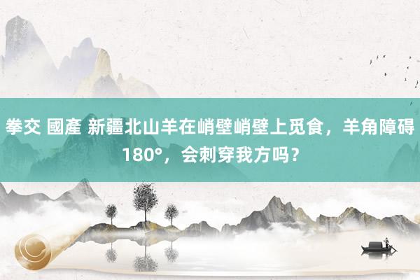 拳交 國產 新疆北山羊在峭壁峭壁上觅食，羊角障碍180°，会刺穿我方吗？