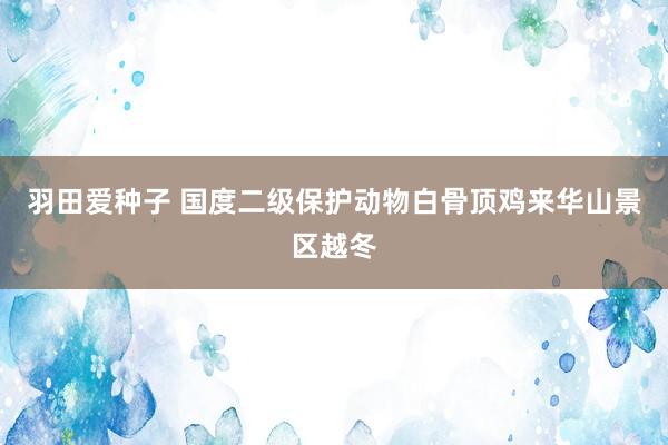 羽田爱种子 国度二级保护动物白骨顶鸡来华山景区越冬